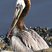 Brown Pelican